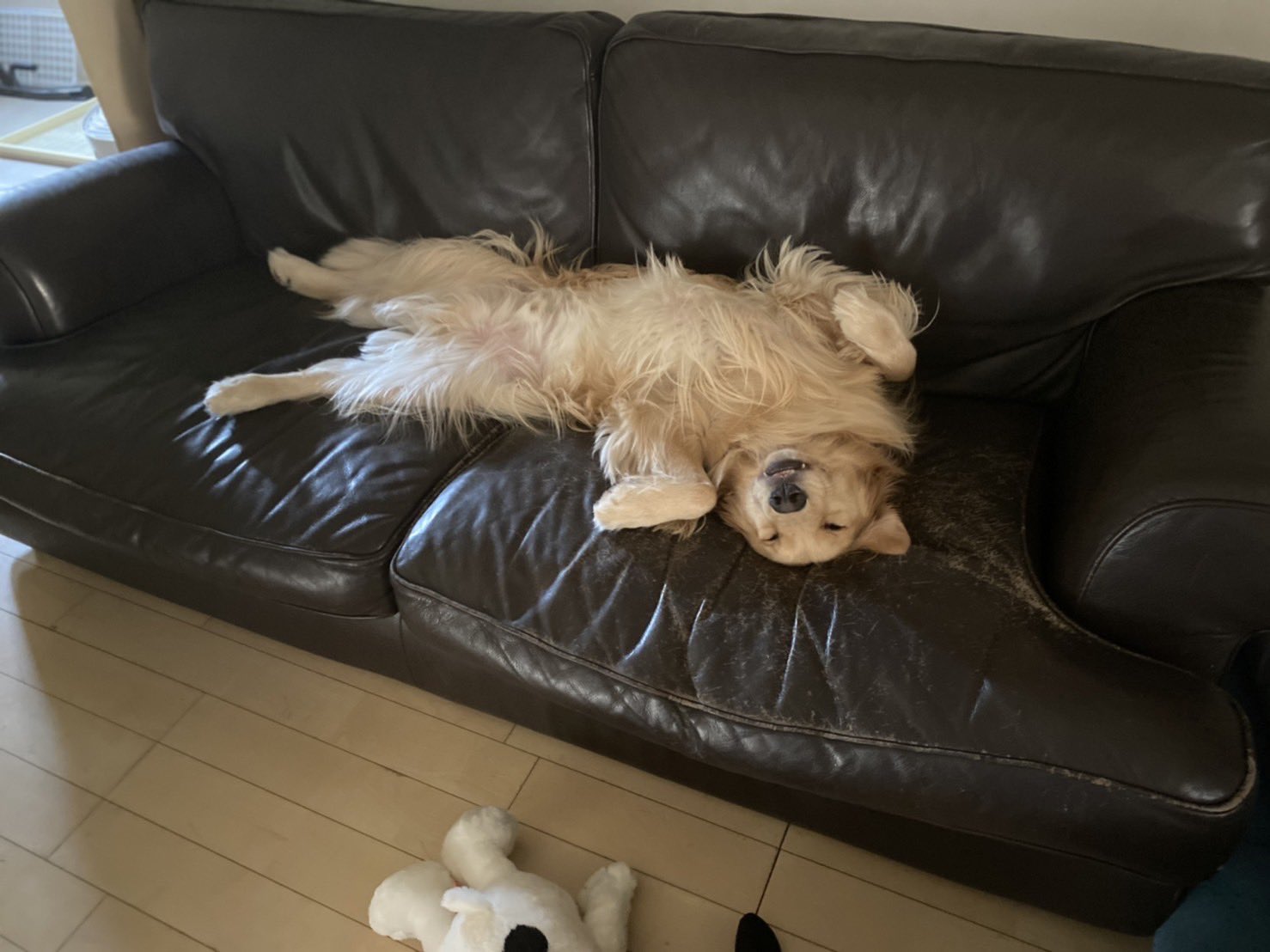 一定要吃到！主人吃麵包…貪吃阿金化身地鼠鑽空隙討食  希望反覆落空惹全網心疼