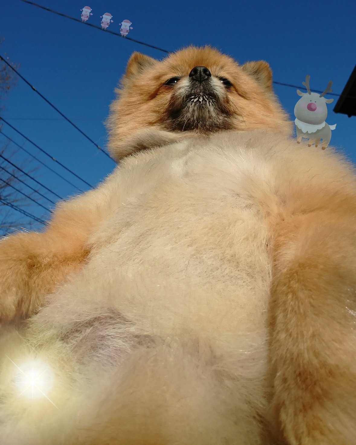 沒在走可愛系！博美犬吃地瓜「畫風突變」渾身肌肉  超大二頭肌+冰塊腹肌看傻全網