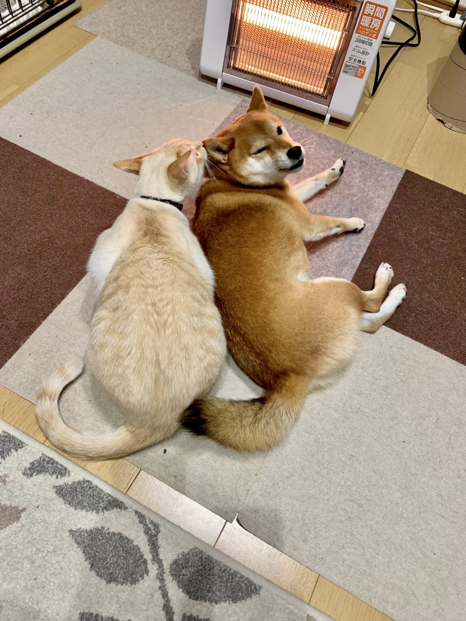 柴柴遭白目貓夥伴「張嘴咬耳」，氣到呲牙裂嘴：想打架？  神奇瞬間遭抓拍PO網