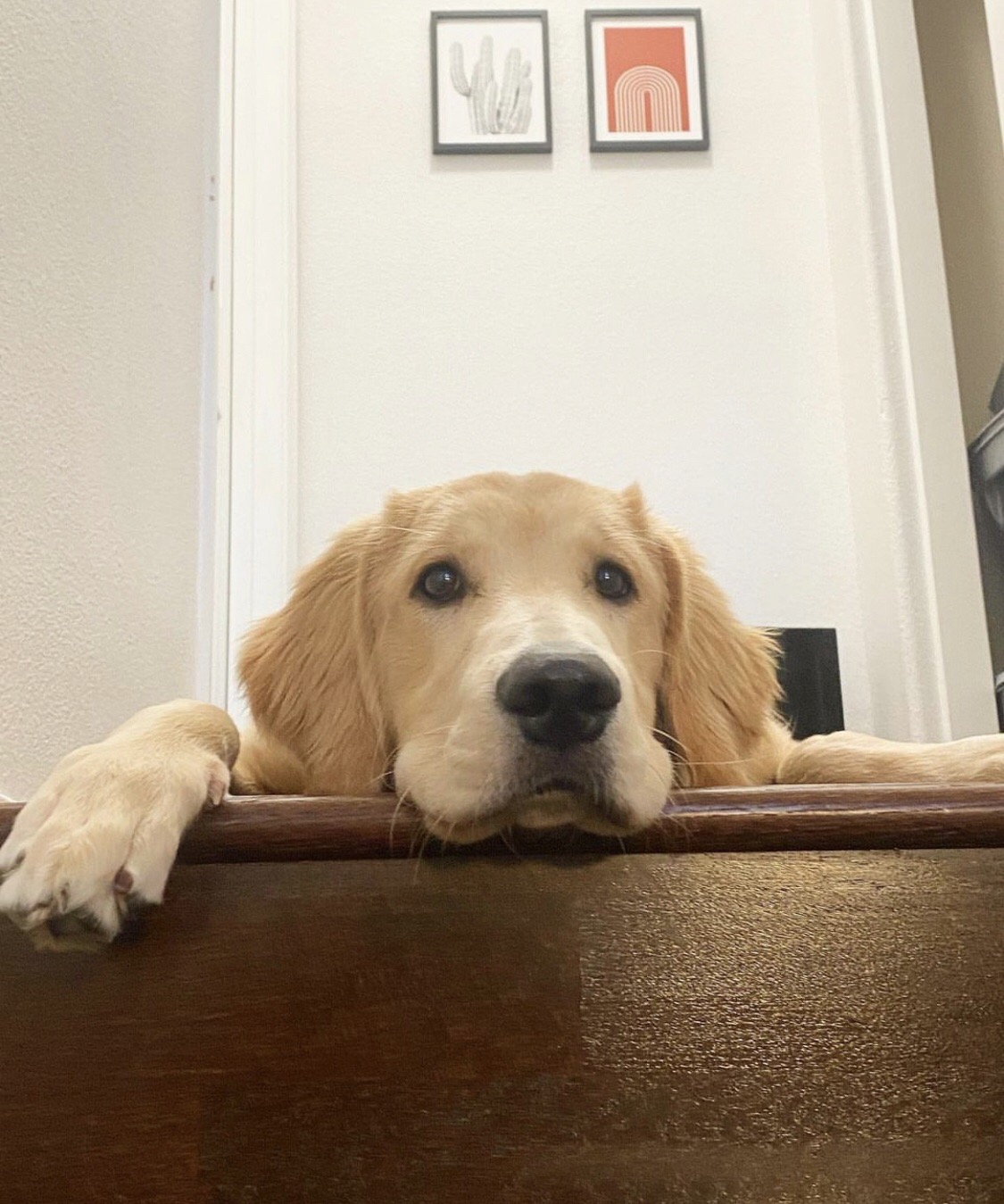 網紅PO影片勸網友「不要買透明餐桌」  原因曝光全網融化：讓我更想買了