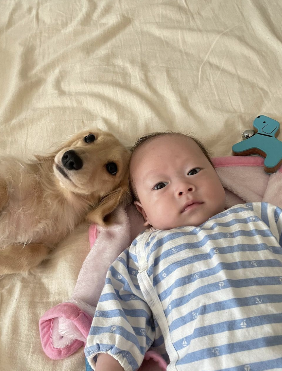 主人只跟孫子玩！臘腸「學嬰兒仰躺+伸短手討摸摸」  爭寵萌樣融化全網：也關注一下牠嘛