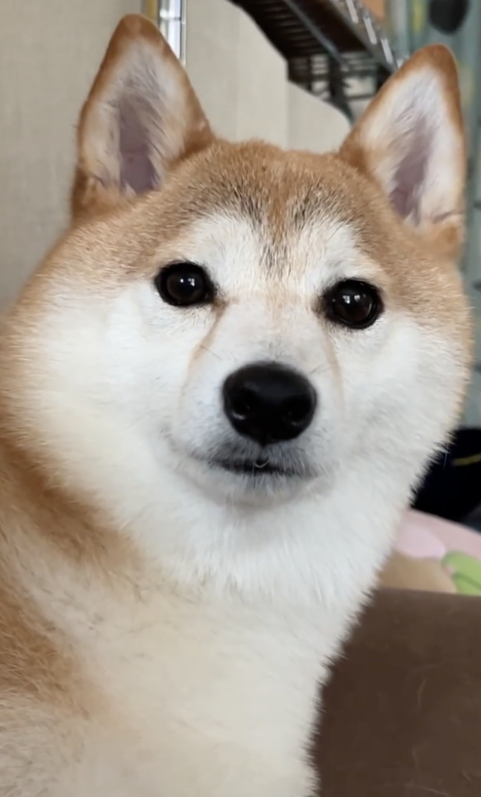 以為是點心…柴柴興奮湊近張嘴「驚覺是顆驅蟲藥」  氣到出拳攻擊：欺騙本柴感情