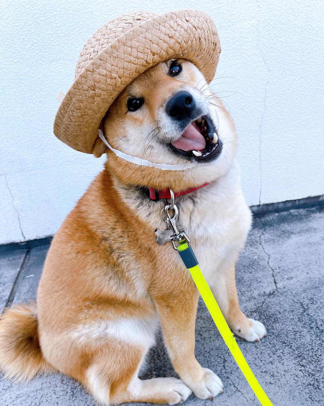 睡前忘記摸摸！柴柴「意味深遠凝視主人」：是不是忘記什麼了⋯⋯怨氣超重