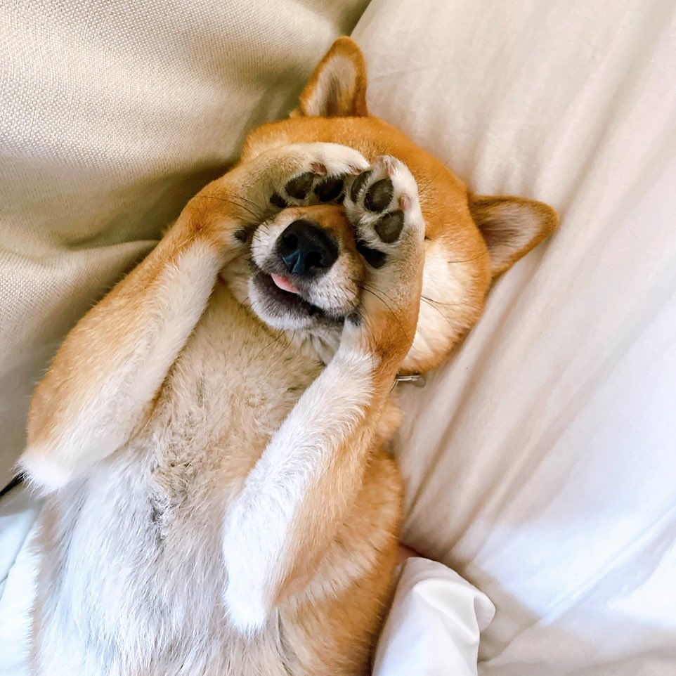 睡前忘記摸摸！柴柴「意味深遠凝視主人」：是不是忘記什麼了⋯⋯怨氣超重