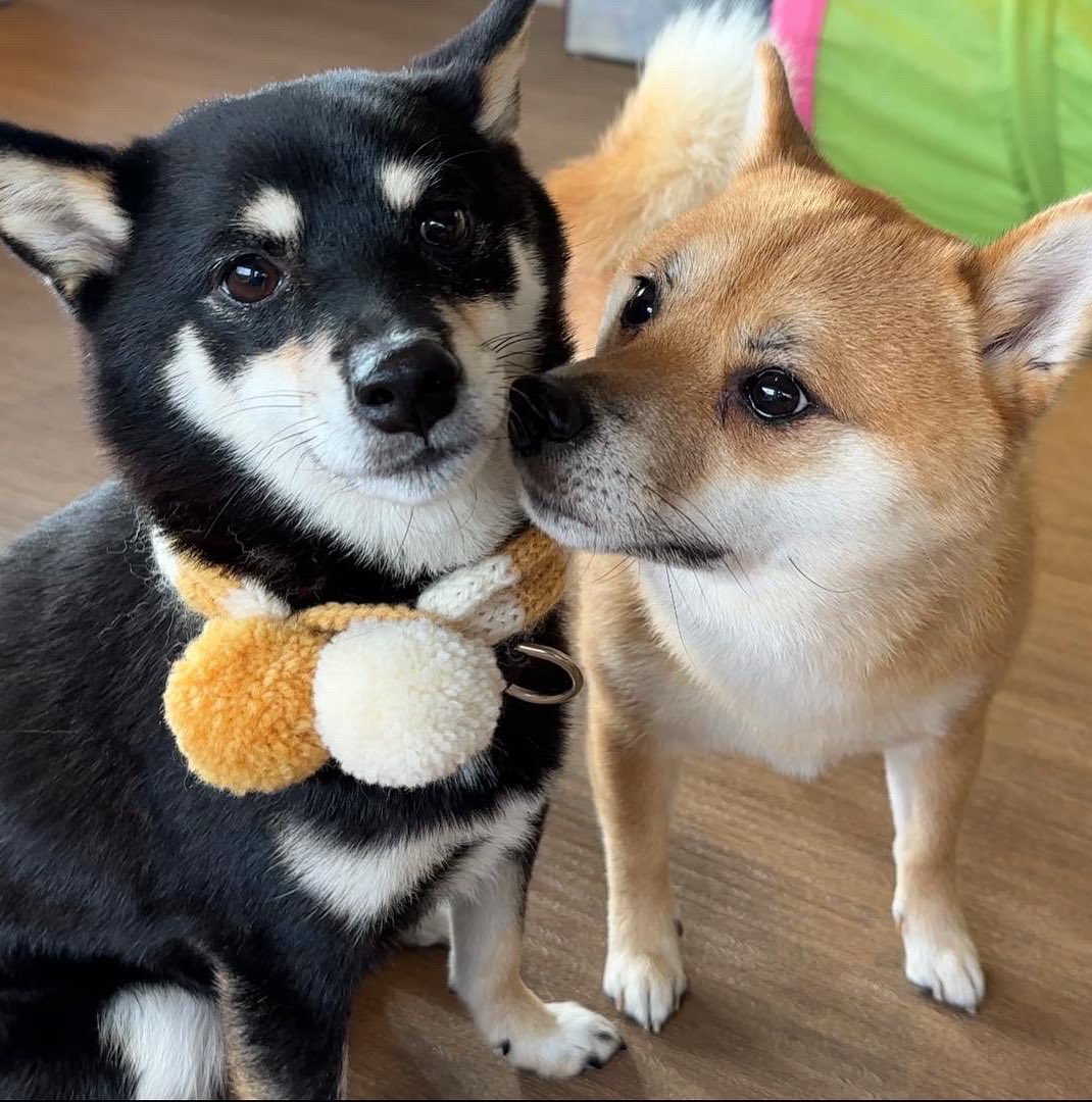 黑柴姊姊「重點攻擊」赤柴妹嘴邊肉！  柴柴姐妹花「浮誇打架日常」推特爆紅