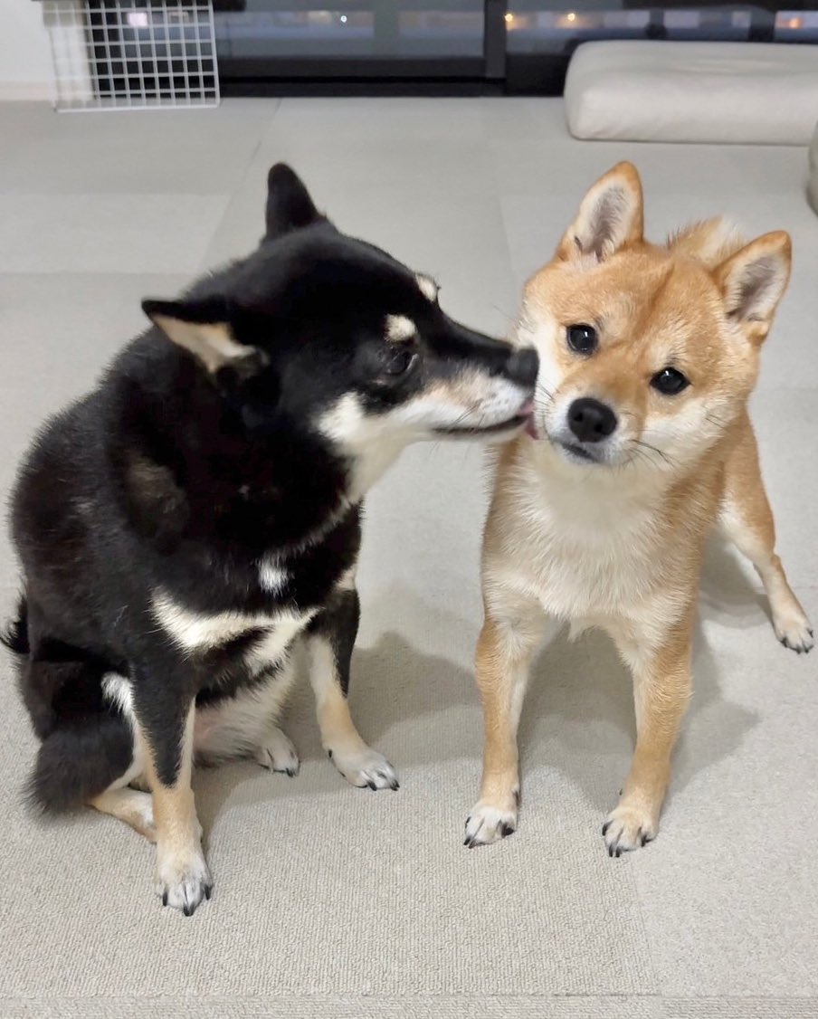 黑柴姊姊「重點攻擊」赤柴妹嘴邊肉！  柴柴姐妹花「浮誇打架日常」推特爆紅