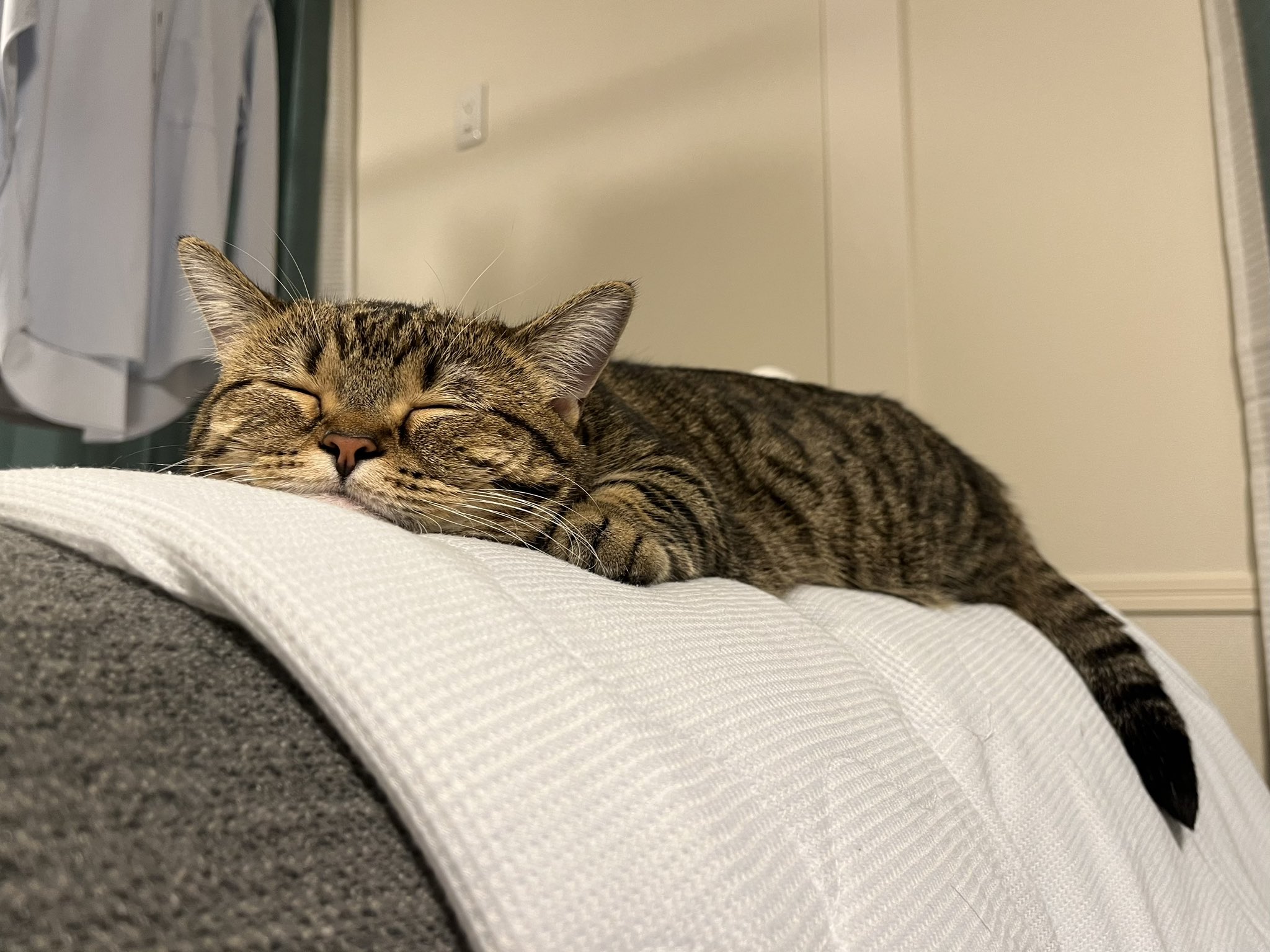 不想上班……短腿貓「埋臉+手手掛空中」大斷電  社畜主人看傻：在學我嗎？