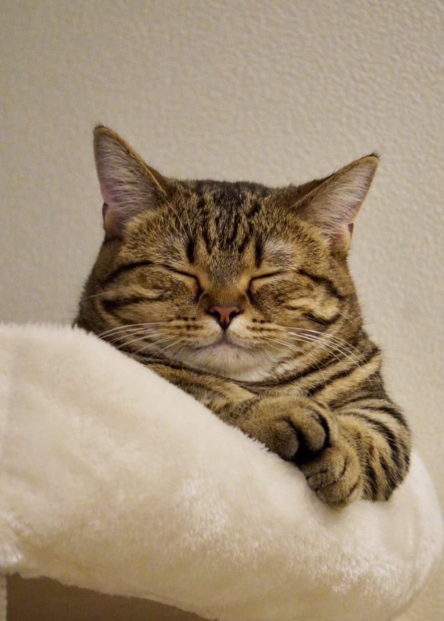 不想上班……短腿貓「埋臉+手手掛空中」大斷電  社畜主人看傻：在學我嗎？