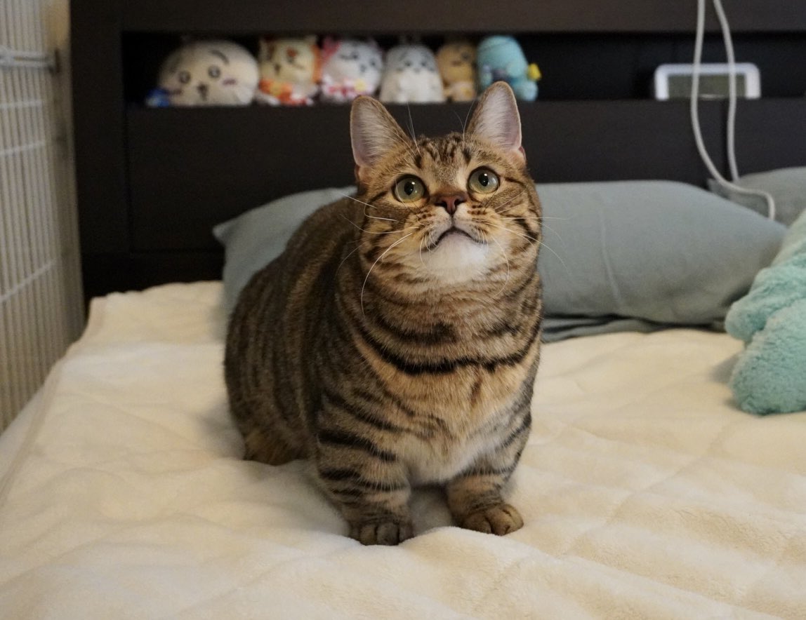 不想上班……短腿貓「埋臉+手手掛空中」大斷電  社畜主人看傻：在學我嗎？