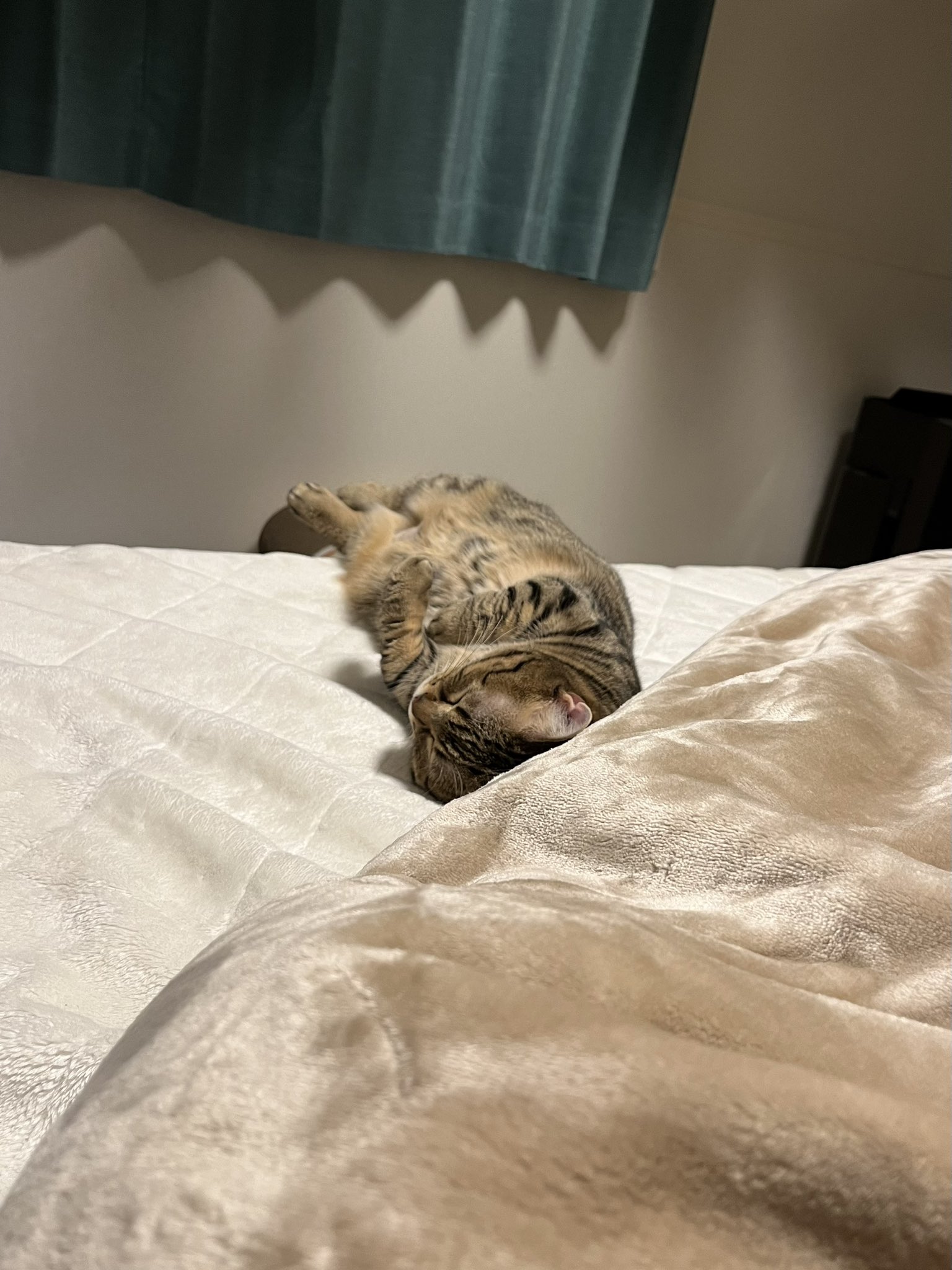 不想上班……短腿貓「埋臉+手手掛空中」大斷電  社畜主人看傻：在學我嗎？