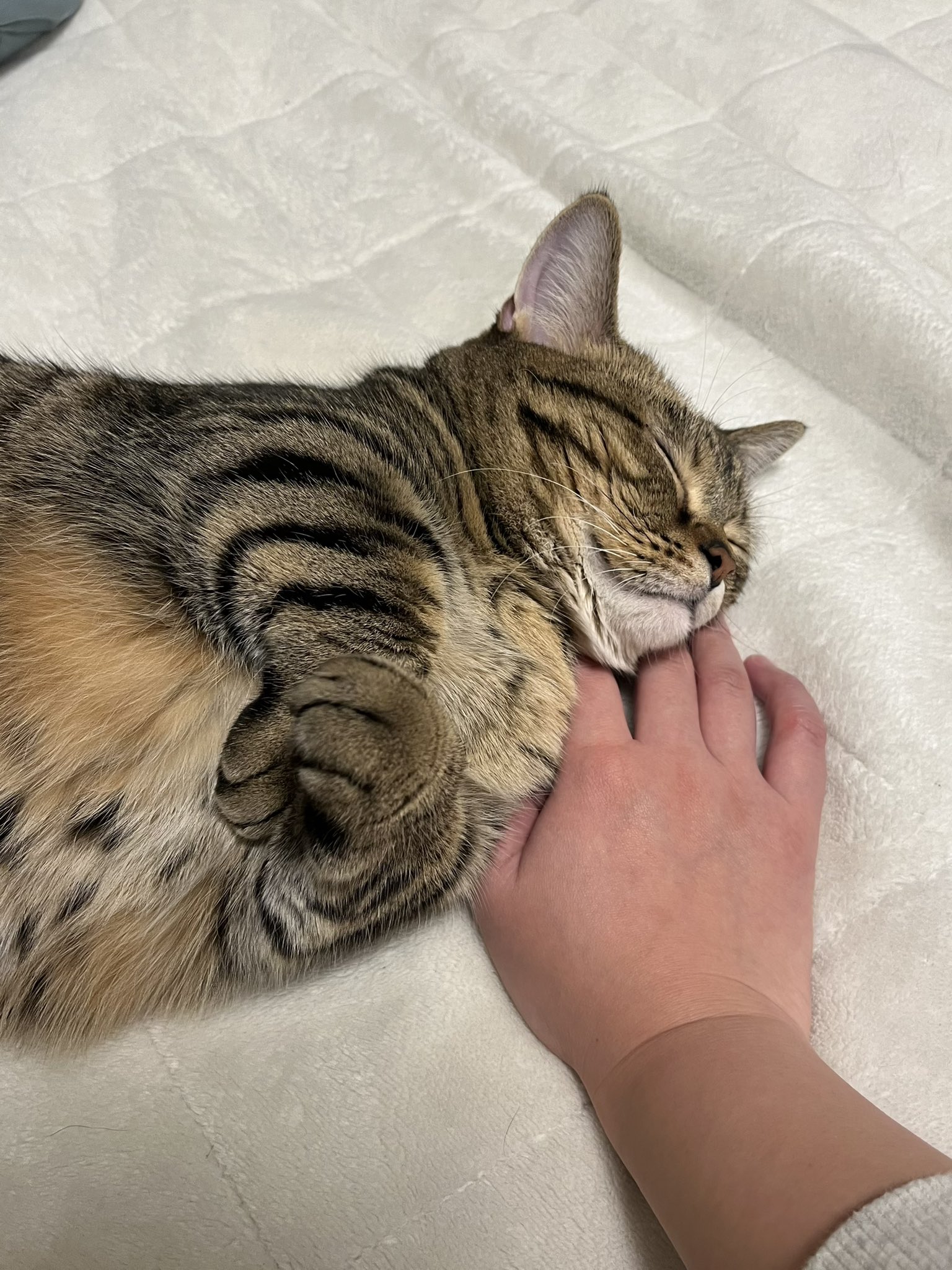 不想上班……短腿貓「埋臉+手手掛空中」大斷電  社畜主人看傻：在學我嗎？