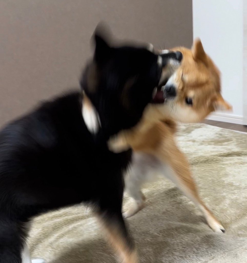 黑柴姊姊「重點攻擊」赤柴妹嘴邊肉！  柴柴姐妹花「浮誇打架日常」推特爆紅