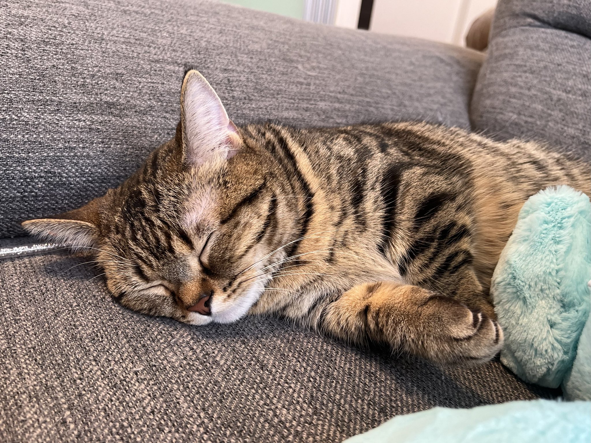 不想上班……短腿貓「埋臉+手手掛空中」大斷電  社畜主人看傻：在學我嗎？