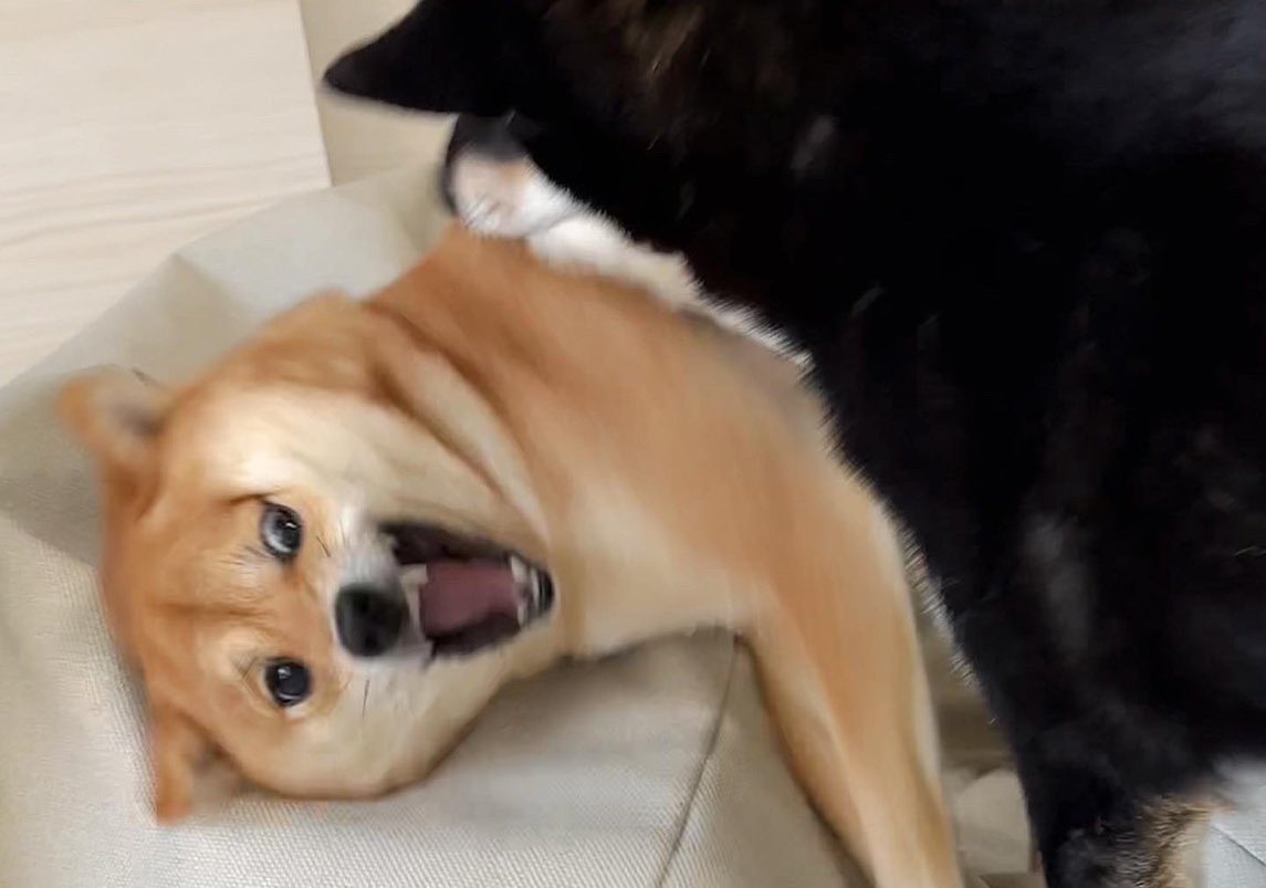 黑柴姊姊「重點攻擊」赤柴妹嘴邊肉！  柴柴姐妹花「浮誇打架日常」推特爆紅