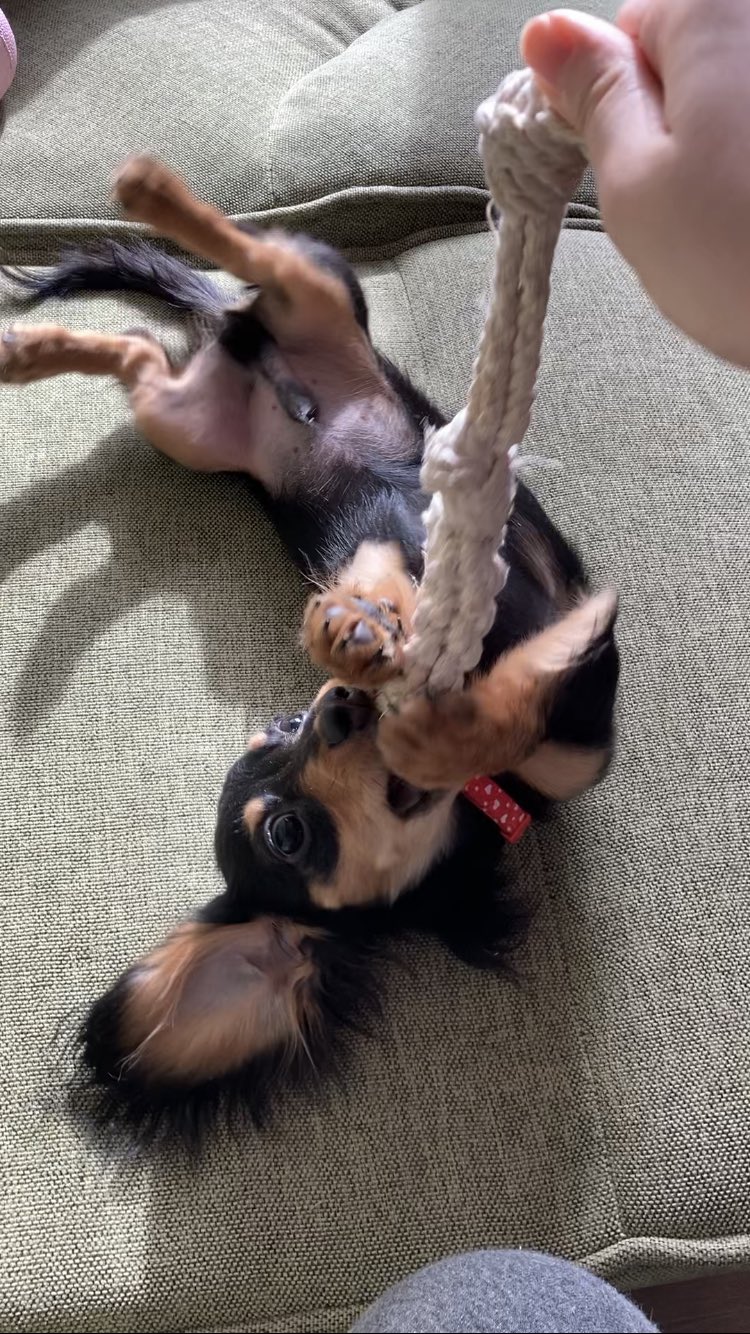 臘腸寶寶初見掃地機器人「嚇到瑟縮」主人幫摀耳  手手無處安放超無助