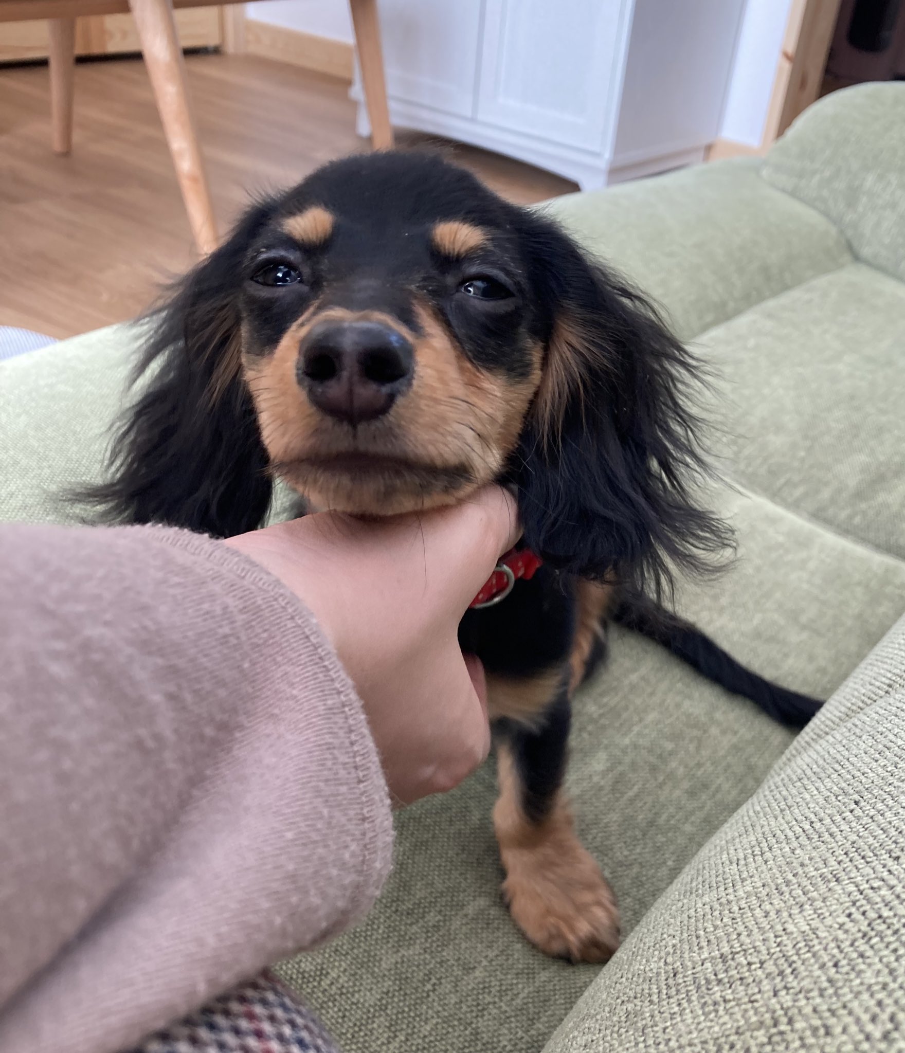 臘腸寶寶初見掃地機器人「嚇到瑟縮」主人幫摀耳  手手無處安放超無助