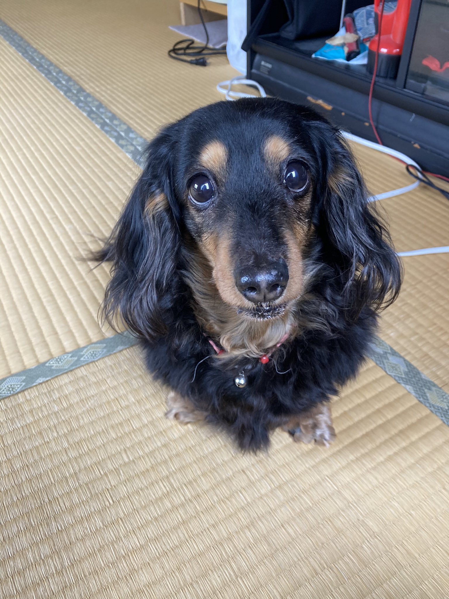 臘腸寶寶初見掃地機器人「嚇到瑟縮」主人幫摀耳  手手無處安放超無助