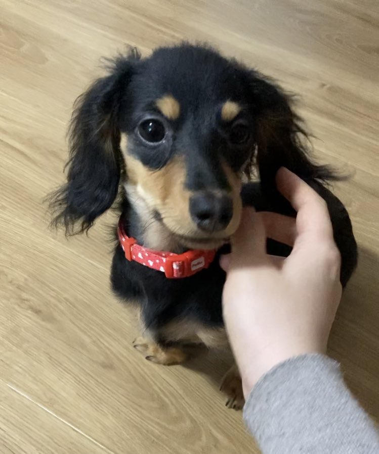 臘腸寶寶初見掃地機器人「嚇到瑟縮」主人幫摀耳  手手無處安放超無助