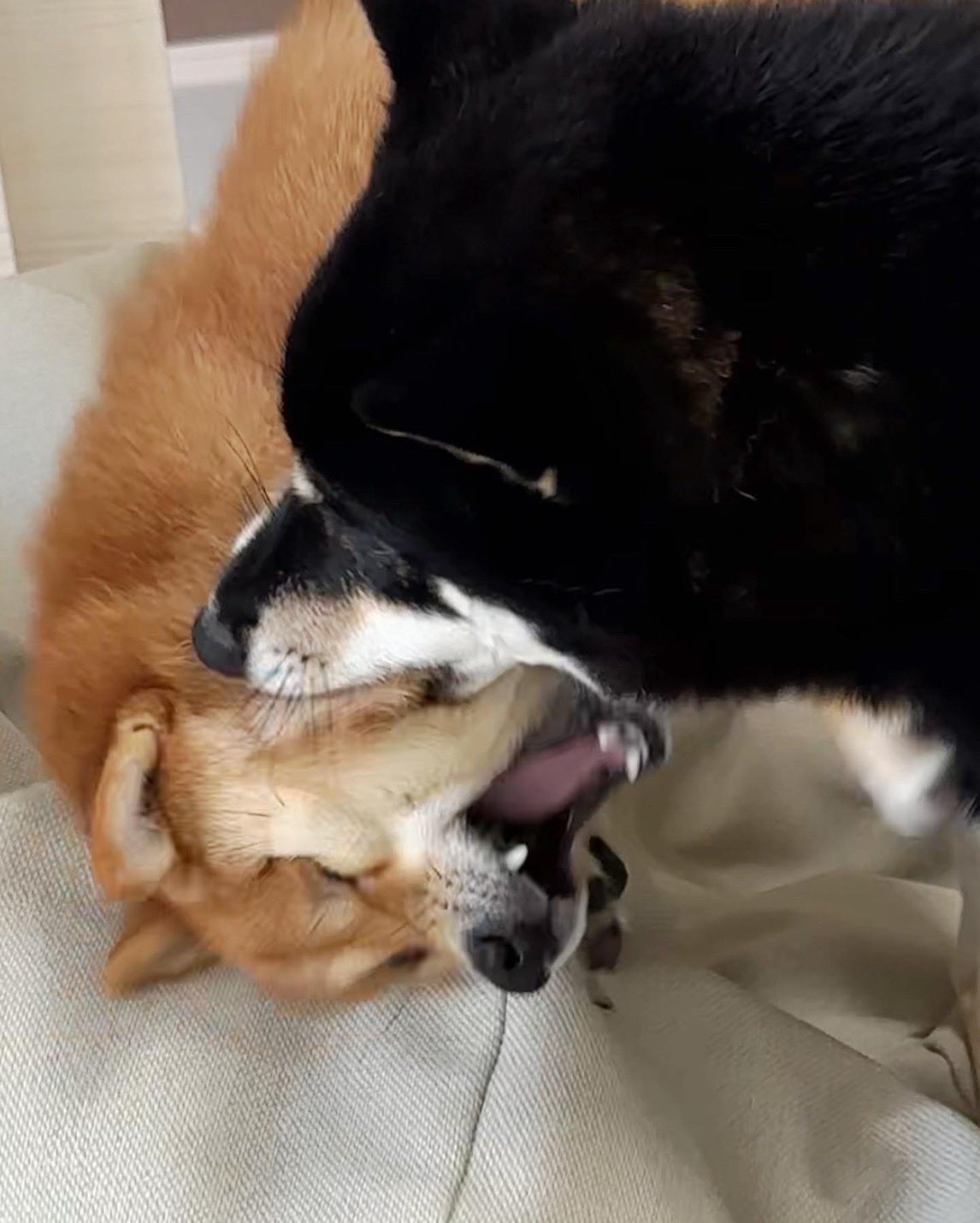 黑柴姊姊「重點攻擊」赤柴妹嘴邊肉！  柴柴姐妹花「浮誇打架日常」推特爆紅