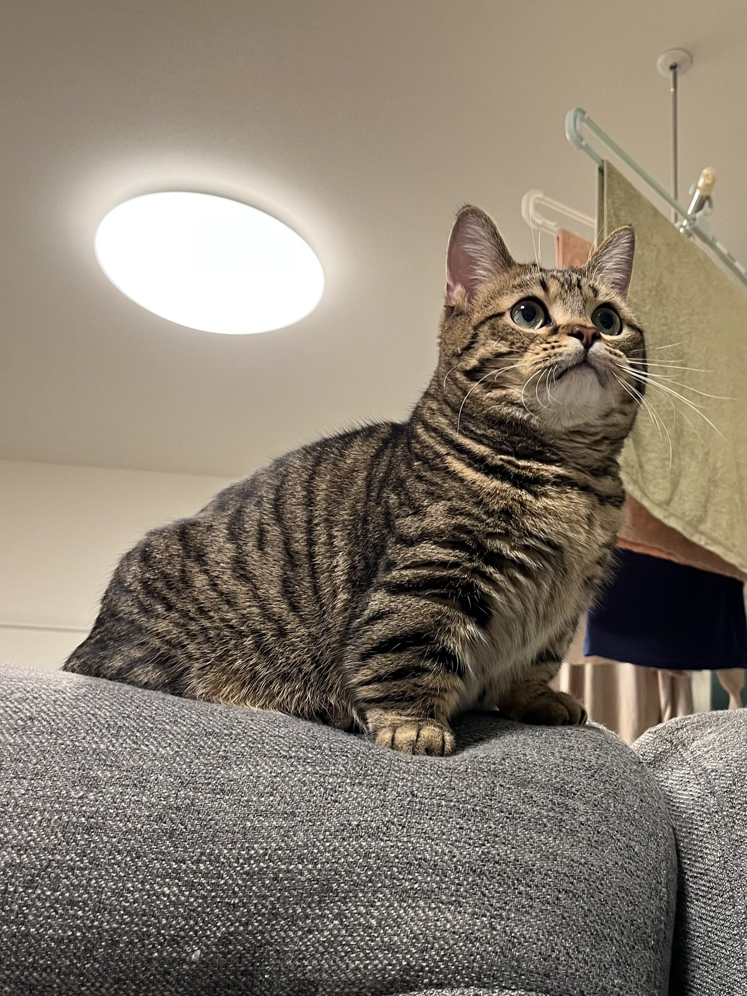 不想上班……短腿貓「埋臉+手手掛空中」大斷電  社畜主人看傻：在學我嗎？