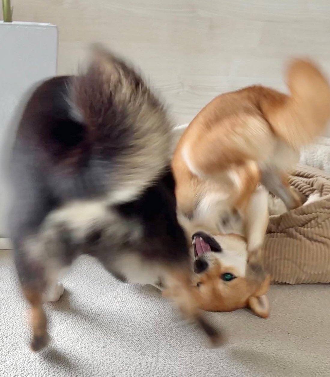 黑柴姊姊「重點攻擊」赤柴妹嘴邊肉！  柴柴姐妹花「浮誇打架日常」推特爆紅