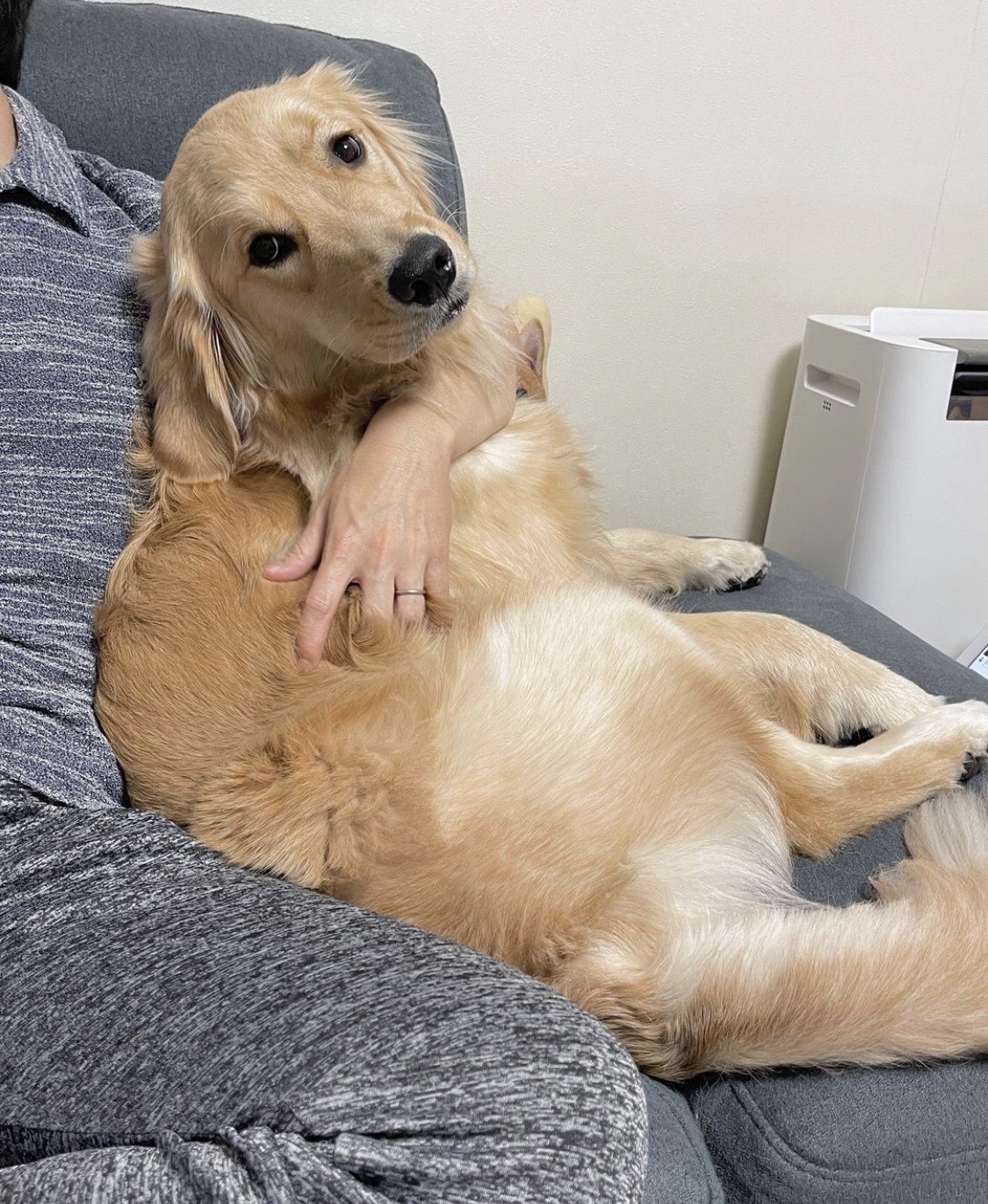 當主人停止摸摸…阿金「秒臭臉+奧嘟嘟」下秒採取攻勢  網友看傻：心臟暴擊！