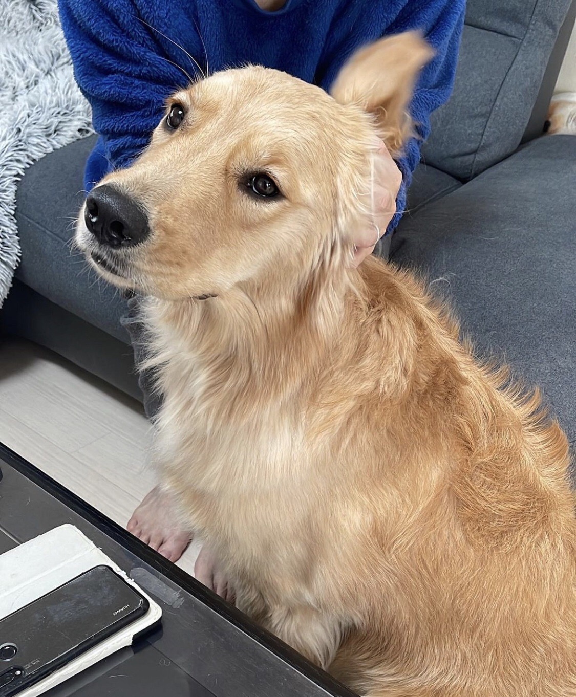 當主人停止摸摸…阿金「秒臭臉+奧嘟嘟」下秒採取攻勢  網友看傻：心臟暴擊！