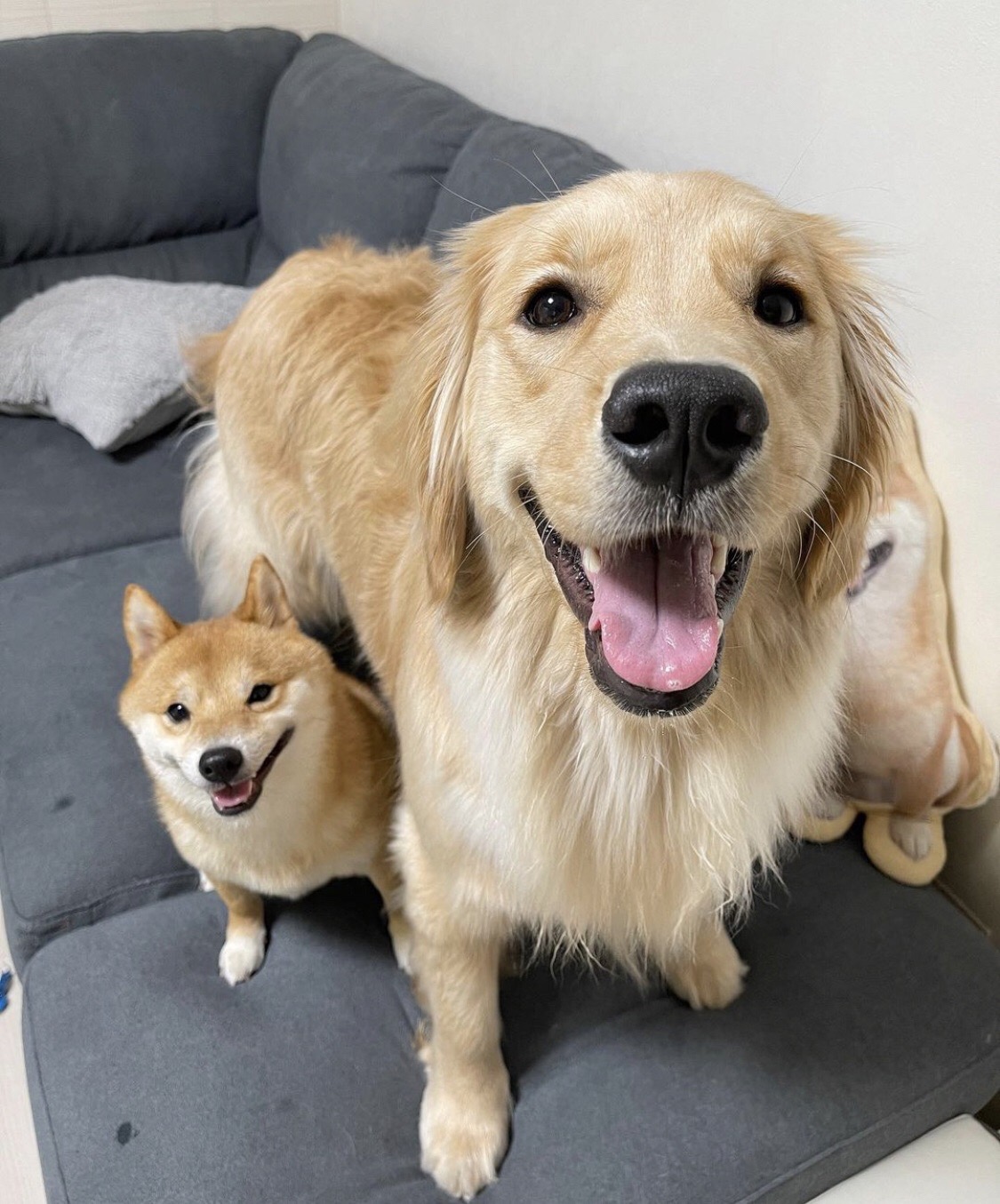 當主人停止摸摸…阿金「秒臭臉+奧嘟嘟」下秒採取攻勢  網友看傻：心臟暴擊！