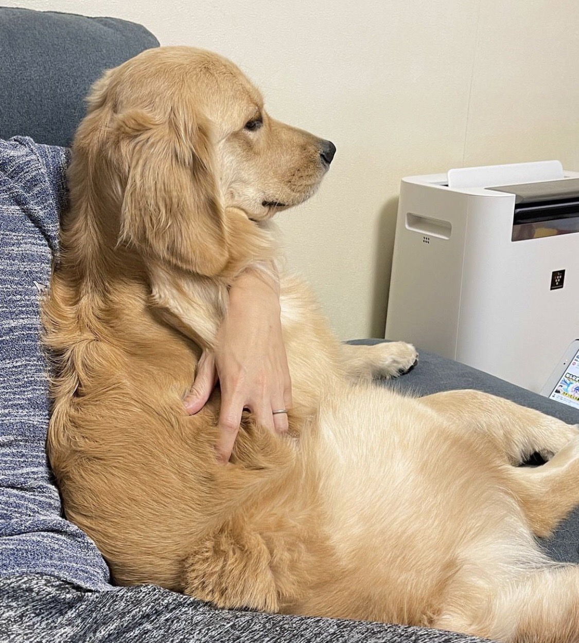 當主人停止摸摸…阿金「秒臭臉+奧嘟嘟」下秒採取攻勢  網友看傻：心臟暴擊！