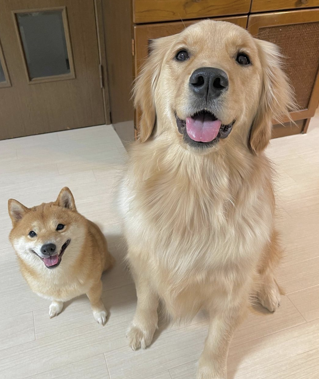 當主人停止摸摸…阿金「秒臭臉+奧嘟嘟」下秒採取攻勢  網友看傻：心臟暴擊！