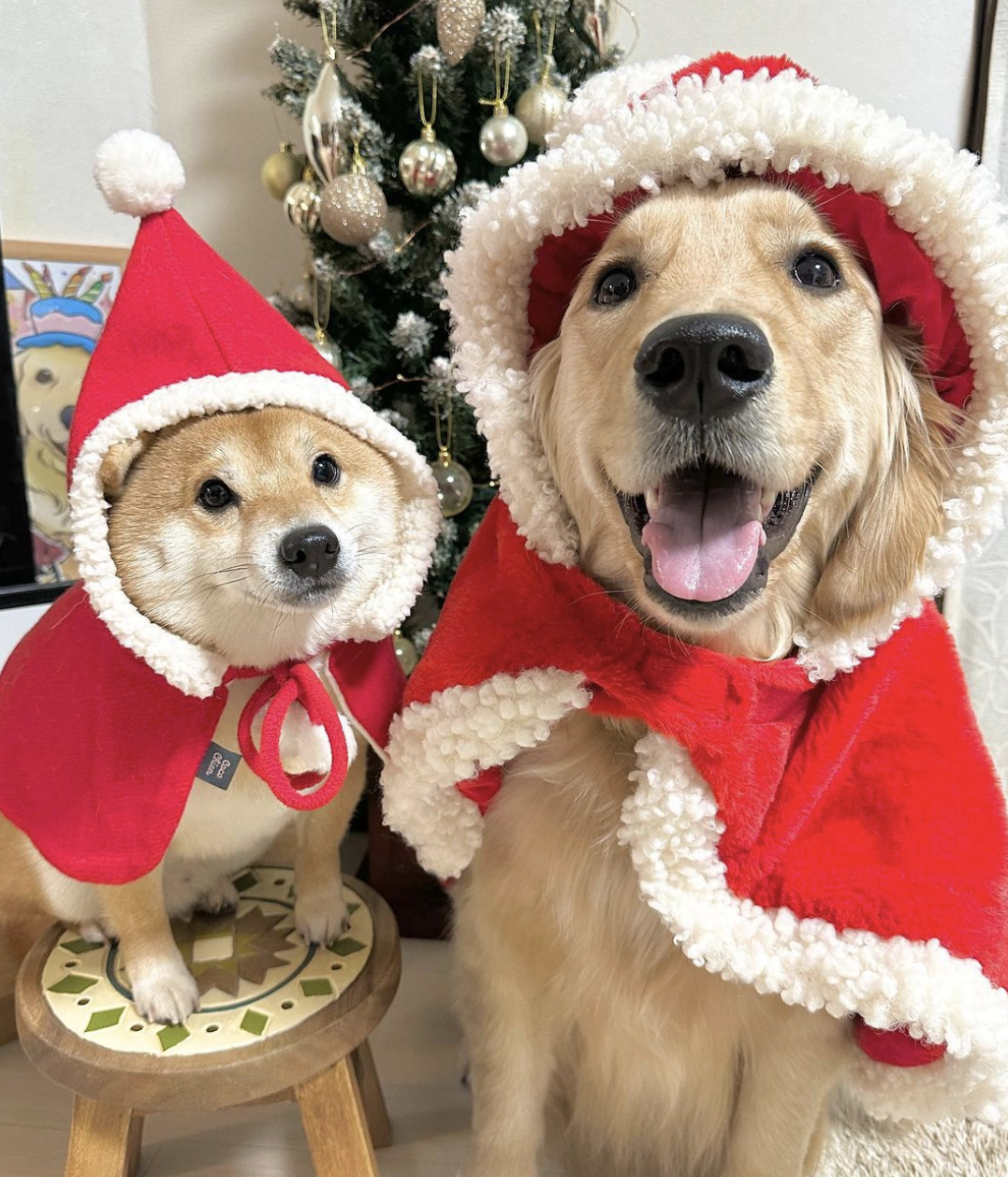 當主人停止摸摸…阿金「秒臭臉+奧嘟嘟」下秒採取攻勢  網友看傻：心臟暴擊！