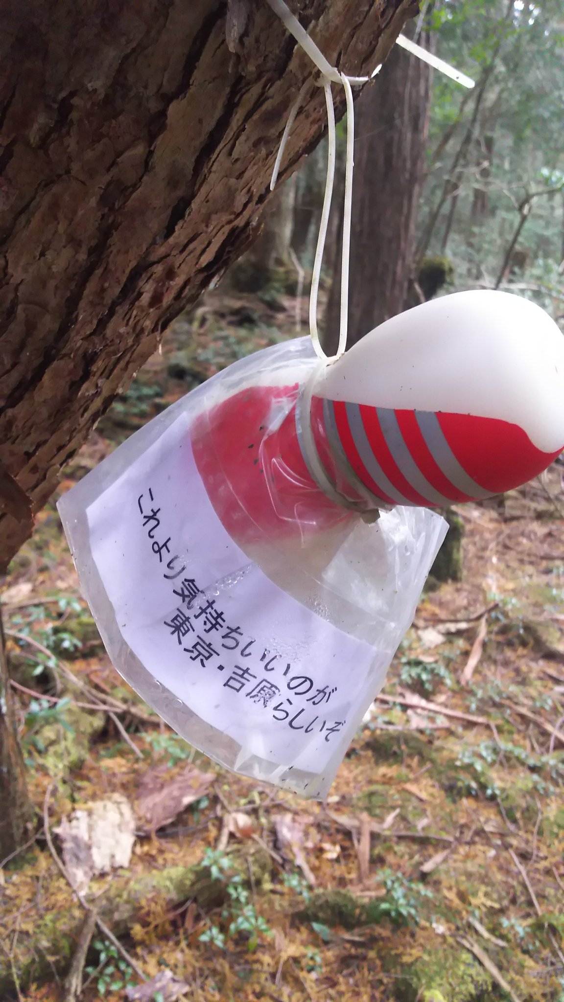 日本的青木原樹海出現大量TENGA情趣玩具