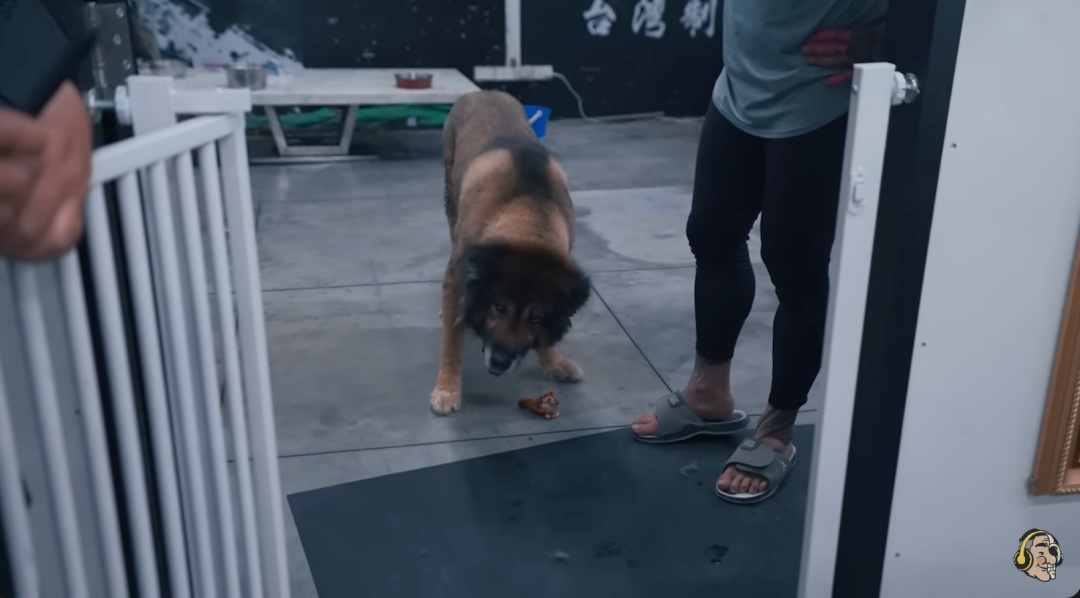 館長特邀「美食公道犬」實測「超派炸雞」打臉 Toyz！全品項試吃感想全說了