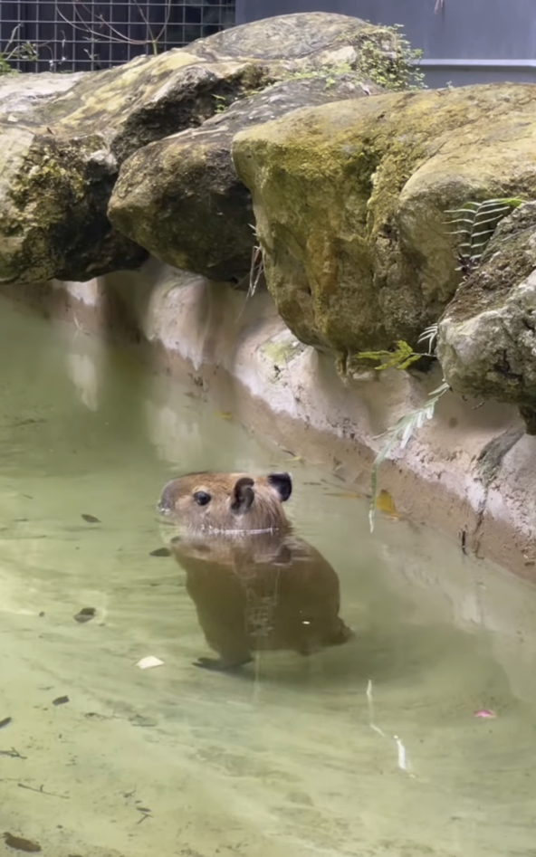水豚也會用兩隻腳走路？呆萌模樣超療癒一週吸破億次觀看。網友：我重播了一整天