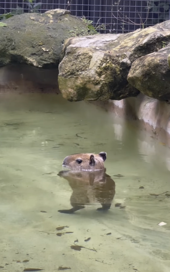 水豚也會用兩隻腳走路？呆萌模樣超療癒一週吸破億次觀看。網友：我重播了一整天