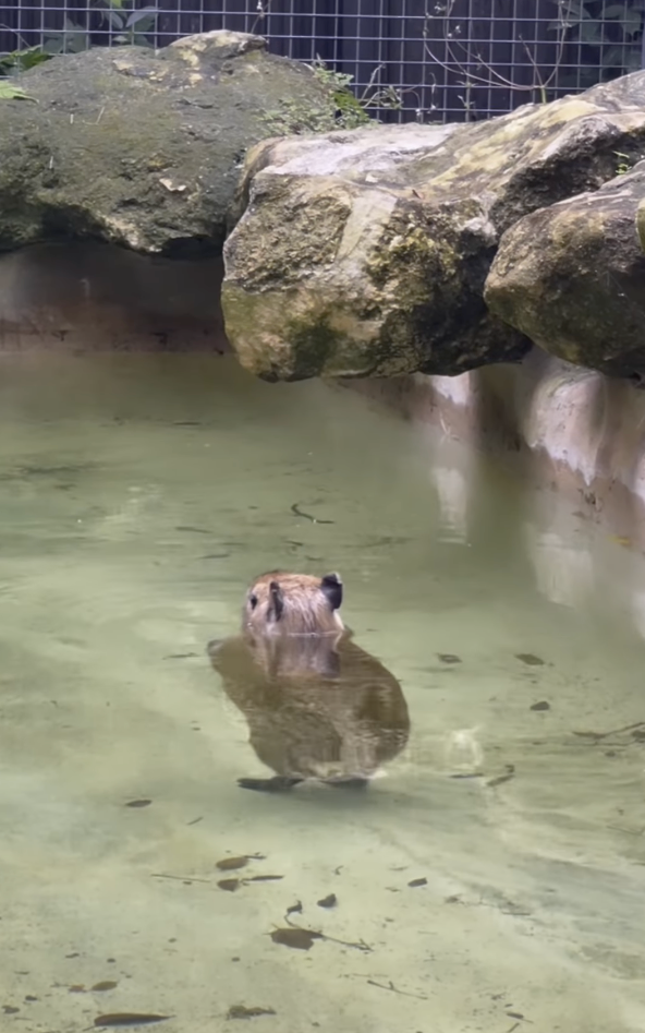水豚也會用兩隻腳走路？呆萌模樣超療癒一週吸破億次觀看。網友：我重播了一整天