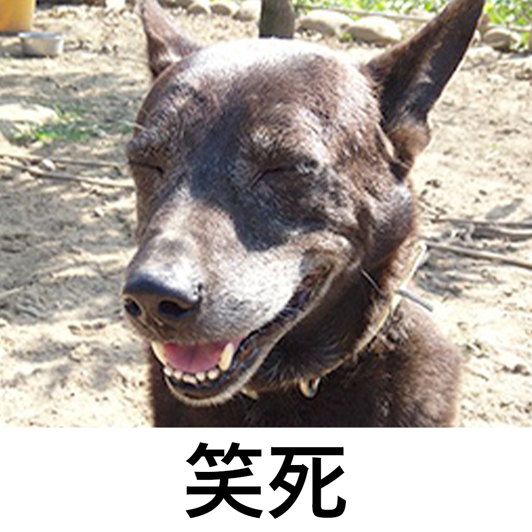 狗勾梗圖藏催淚故事？全網齊喊「浪我來！」