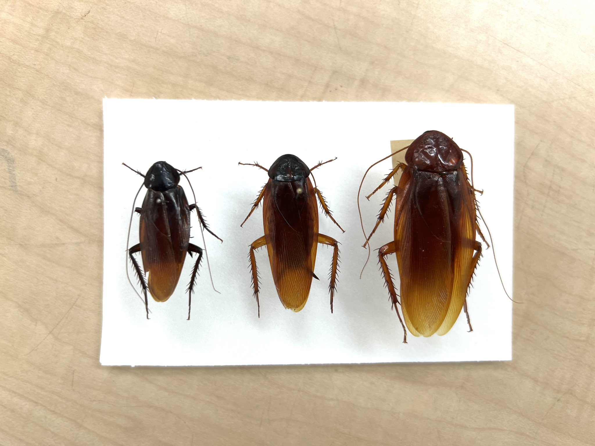 阿嬤養的？日本學者發現「超巨大」台灣新種蟑螂，最大可達 5.4 公分！