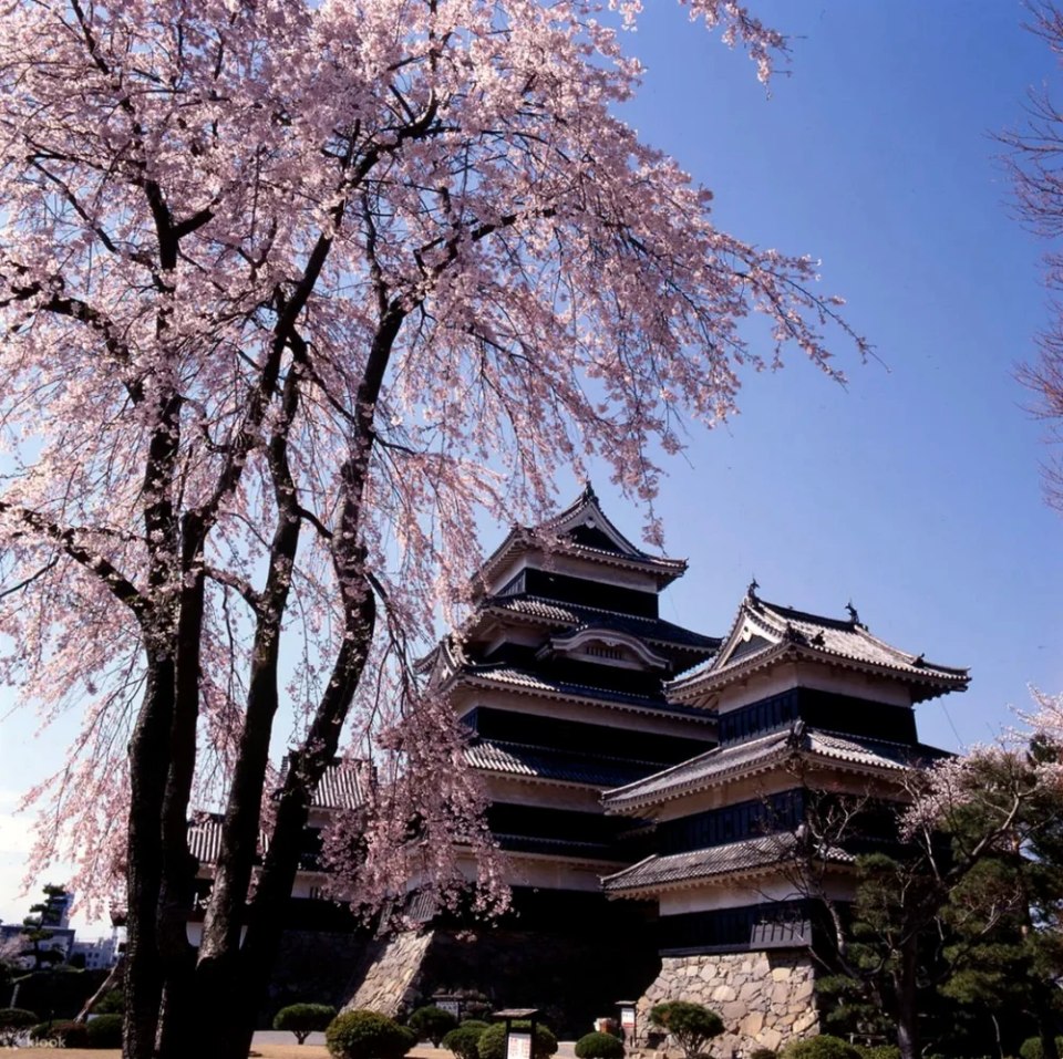 位在輕井澤附近的長野松本市，坐擁「日本五大國寶城」之一的松本城