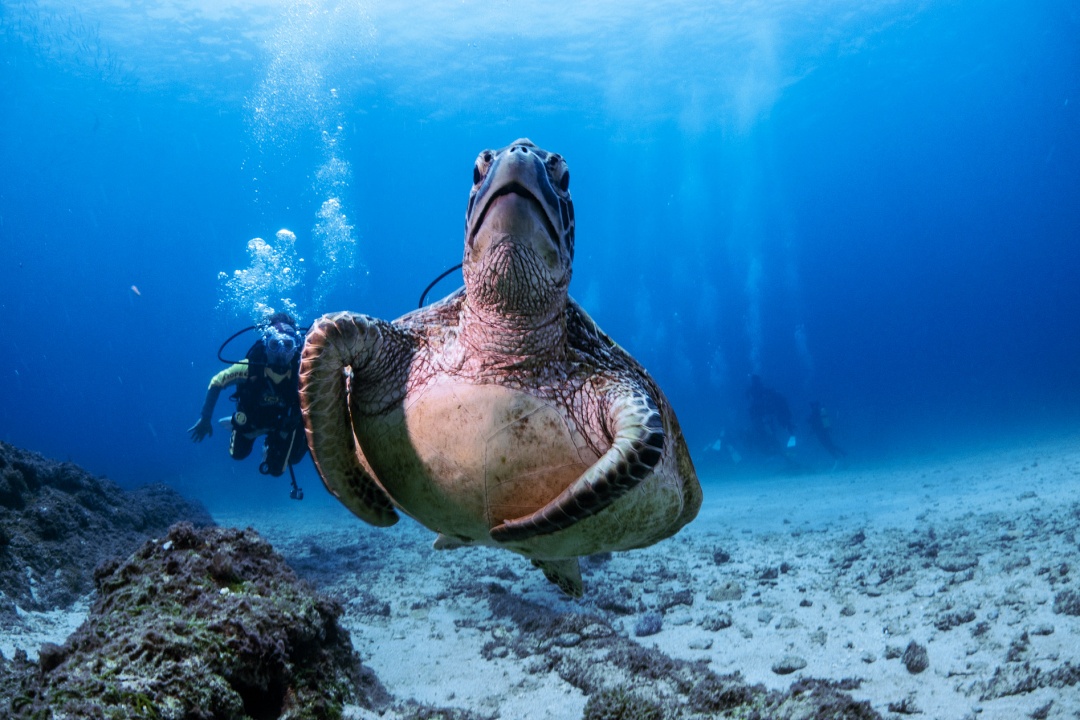 屏東超遊感！30條旅遊路線探索屏東陸海空五感極致旅遊體驗：後壁湖潛水、輕航機翱翔天際、秘境探險...