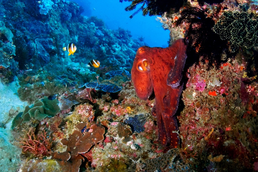 屏東超遊感！30條旅遊路線探索屏東陸海空五感極致旅遊體驗：後壁湖潛水、輕航機翱翔天際、秘境探險...