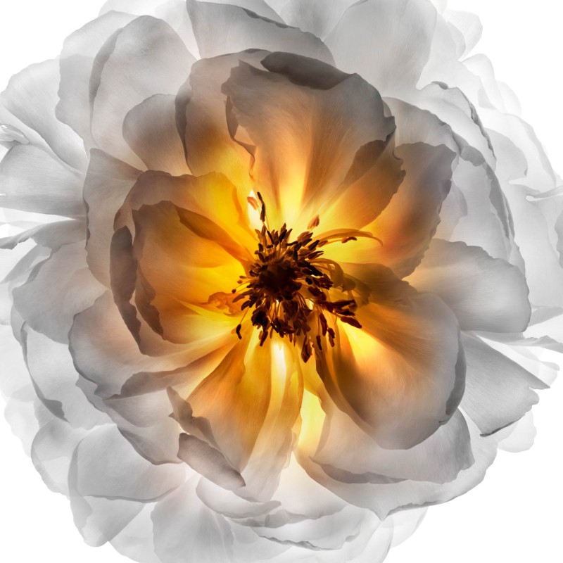 20 秒就賣出一支！KÉRASTASE 全新升級奢光小金油「金緻柔馭山茶花鎏光露」全方位保護秀髮！