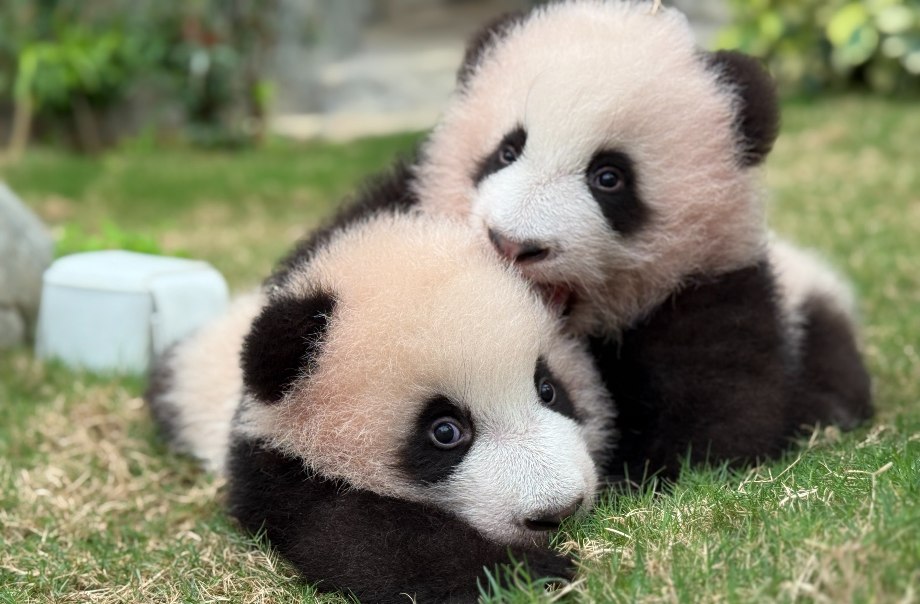 8. 香港海洋公園目前擁有六隻可愛的大熊貓，觀賞大熊貓已成為訪客必備行程。