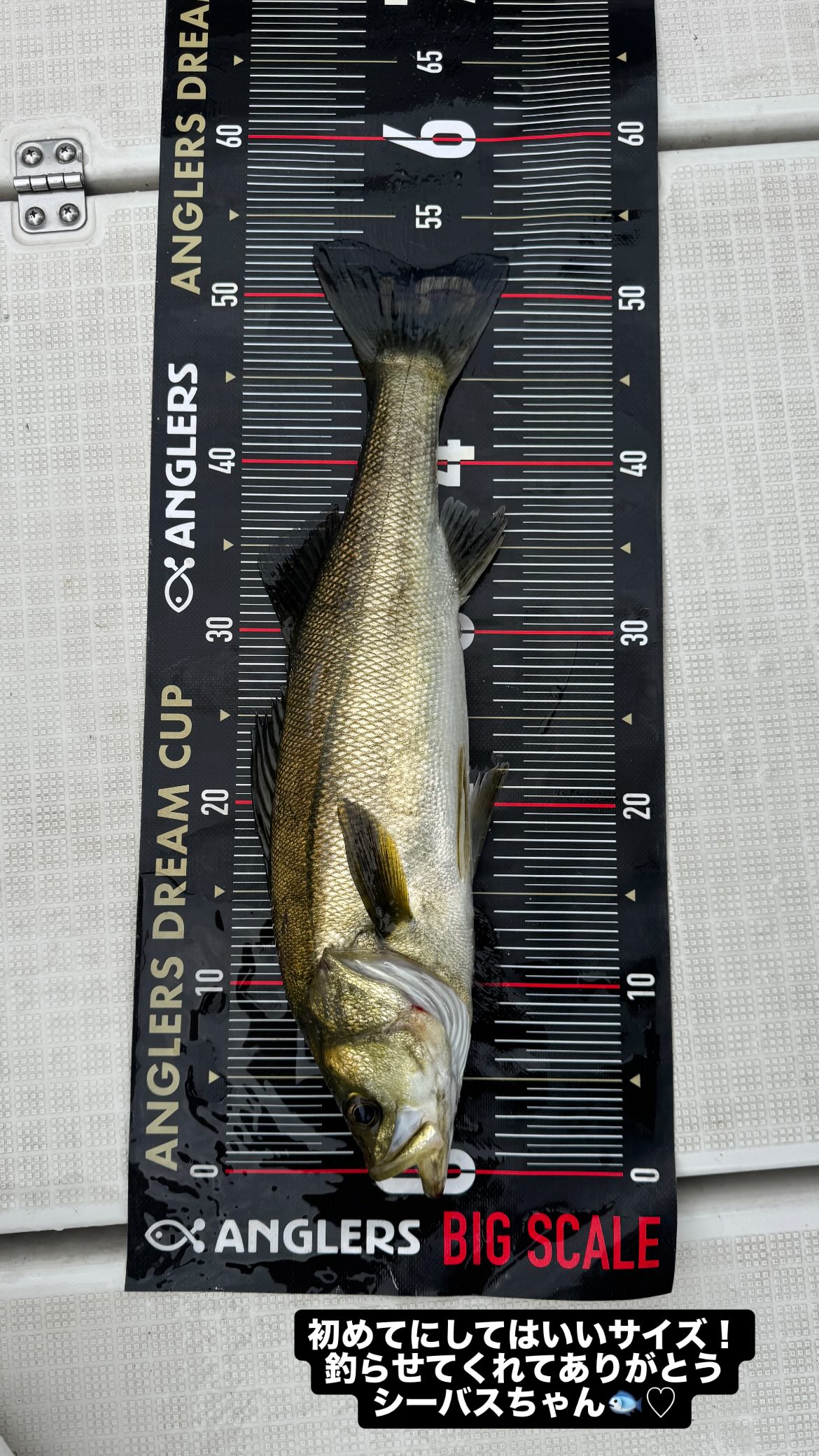 粉絲大讚：天才小釣手是你！矚目要角 百永さりな 大秀驚人興趣，竟成功釣獲 