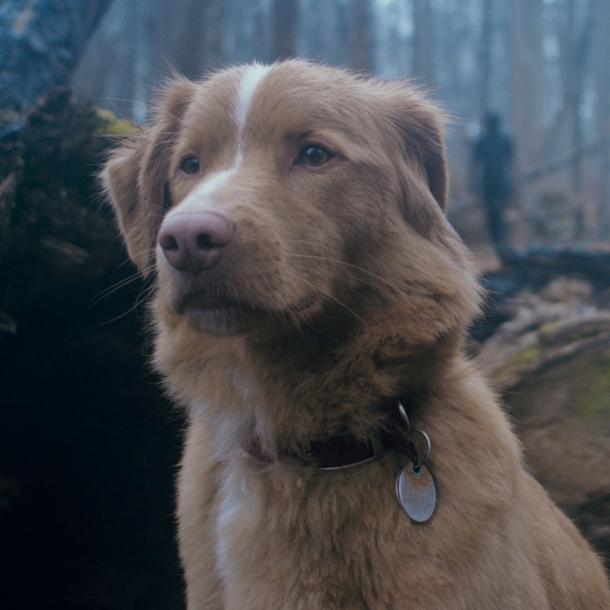 英雄英雄膽小的狗！以「狗」為視角拍攝的全新恐怖片《Good Boy》獲得超高好評！