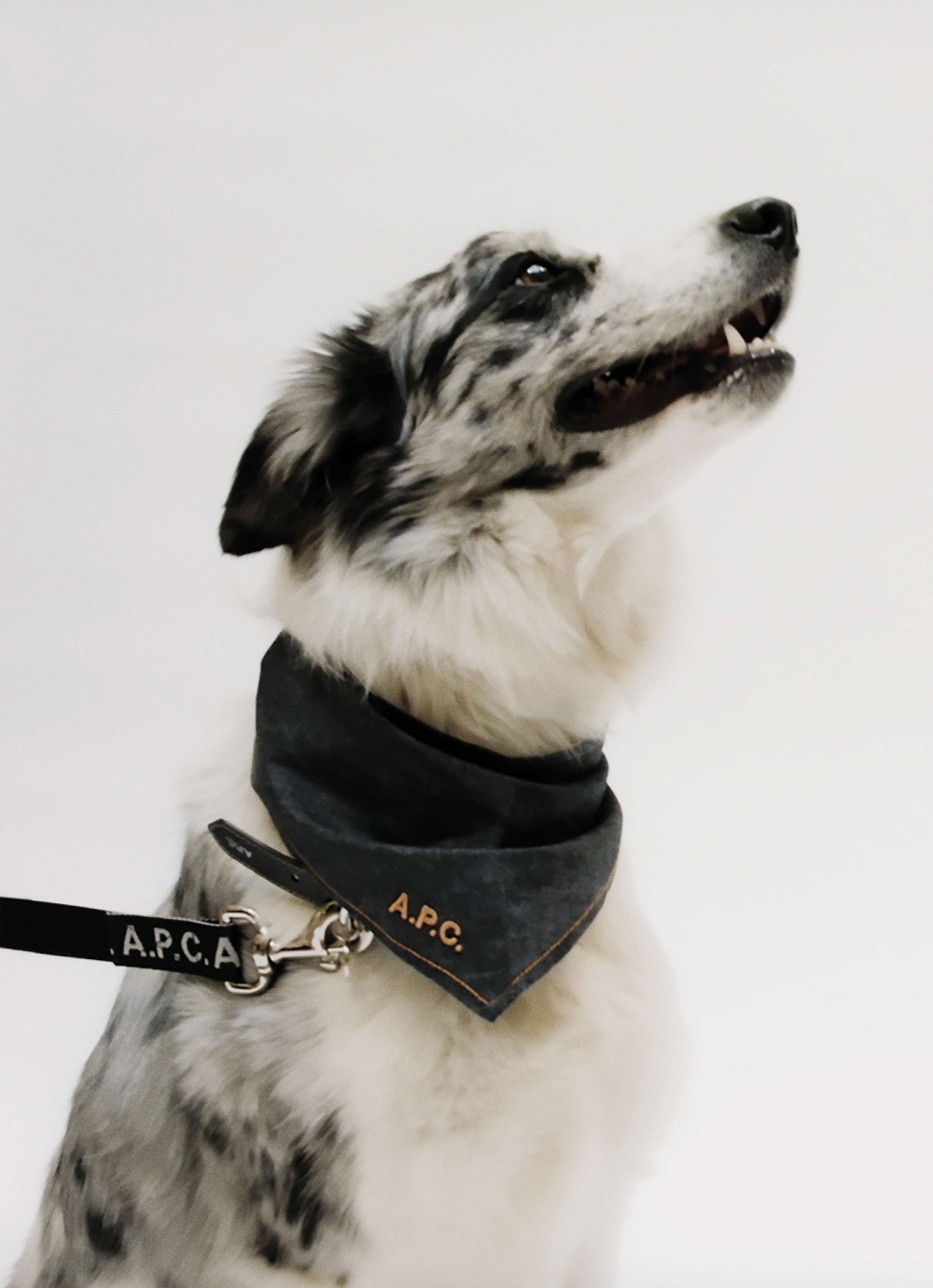 A.P.C. Dream Plaza 形象店盛大開幕！獨家引進 TOUTOU 寵物系列！