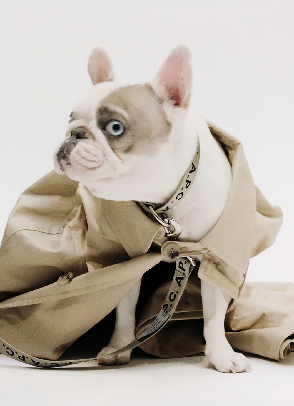 A.P.C. Dream Plaza 形象店盛大開幕！獨家引進 TOUTOU 寵物系列！