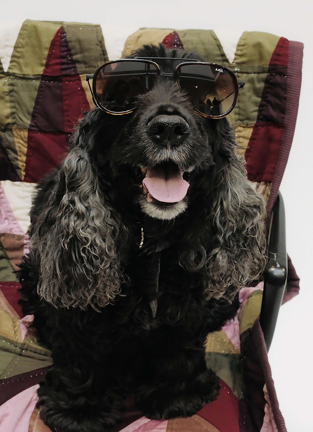 A.P.C. Dream Plaza 形象店盛大開幕！獨家引進 TOUTOU 寵物系列！