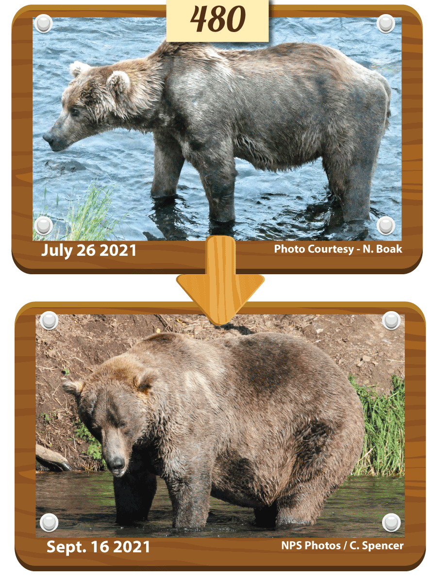 美國「胖熊週」正式開始！邀請民眾投票選出今年吃的最胖的熊！