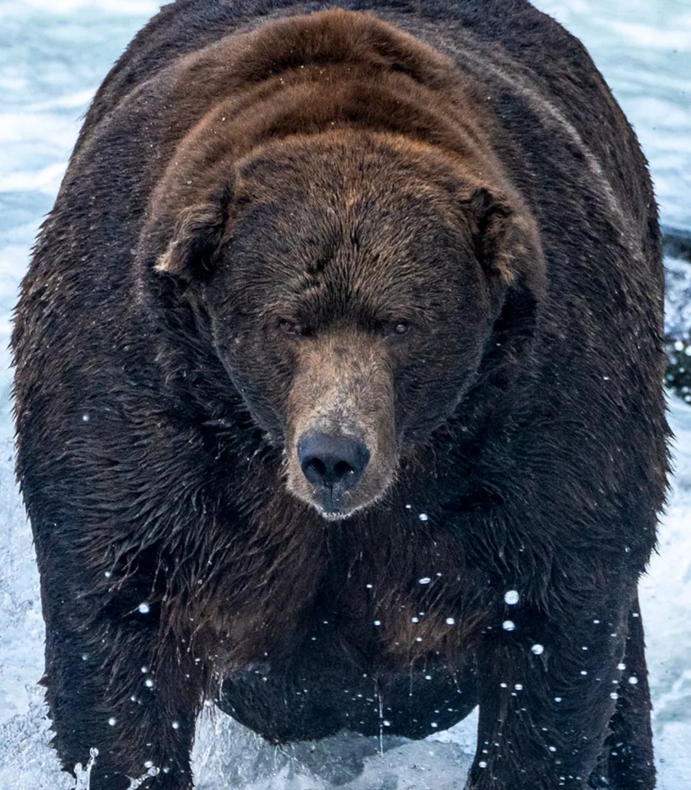 美國「胖熊週」正式開始！邀請民眾投票選出今年吃的最胖的熊！